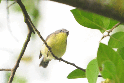 Golden-bellied Gerygone (Gerygone sulphurea)