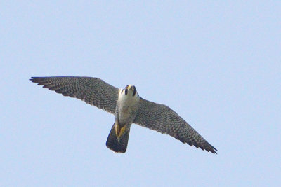 Peregrine Falcon (Falco peregrinus)