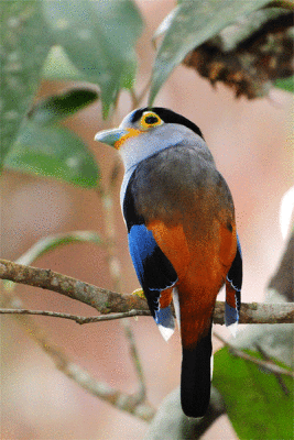 Silver-breasted Broadbill ( Serilophus lunatus )