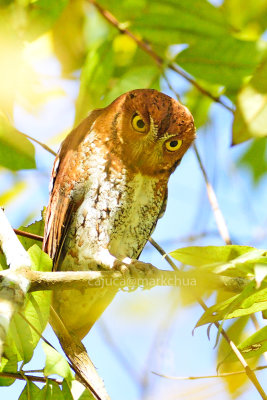 Oriental Scops Owl (Otus sunia)