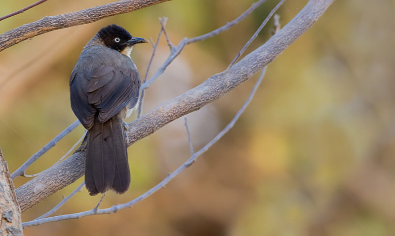 Blackcap babbler / Zwartkapbabbelaar