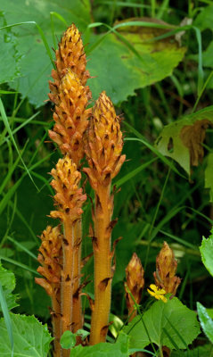 Broomrape spec / Bremraap spec.