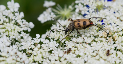 Speckled Longhorn Beetle / Korte smalboktor