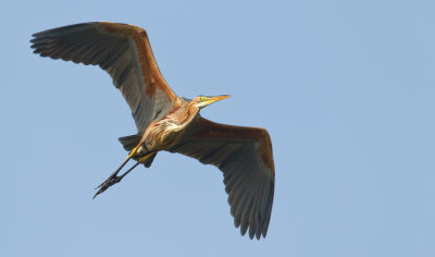 Purple heron / Purpereiger 