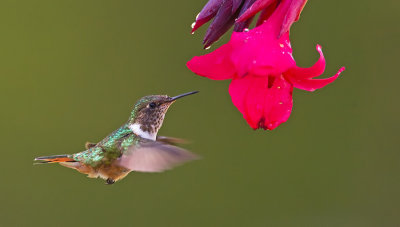 Scintillant Hummingbird / Fonkelende kolibrie