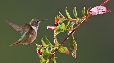 Scintillant Hummingbird / Fonkelende kolibrie