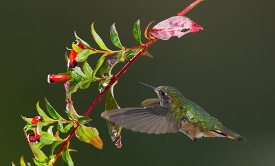 Scintillant Hummingbird / Fonkelende kolibrie