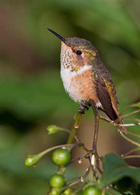 Scintillant Hummingbird / Fonkelende kolibrie