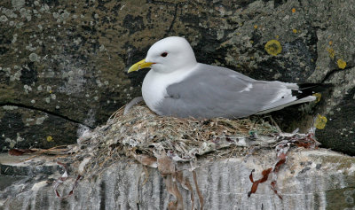 Kittiwake / Drieteenmeeuw