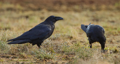 Raven / Raaf
