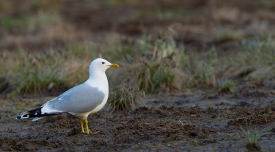 Common Gull / Stormmeeuw 