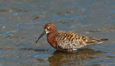 Curlew sandpiper / Krombekstrandloper