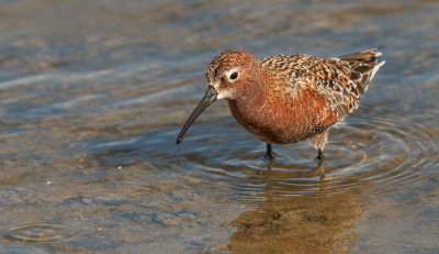 Curlew sandpiper / Krombekstrandloper