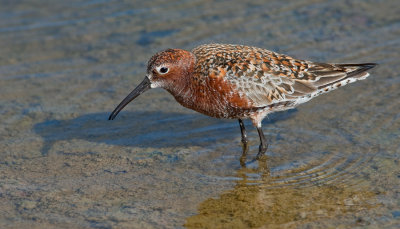 Curlew sandpiper / Krombekstrandloper