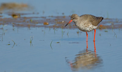 Common redshank / Tureluur 