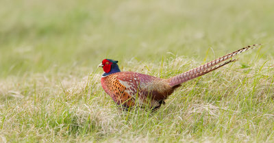 Pheasant / Fazant