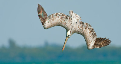 Brown pelican / Bruine pelikaan