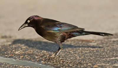 Common Grackle / Glanstroepiaal 