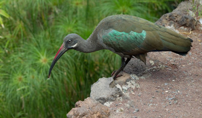 Hadada ibis / Hadada-ibis