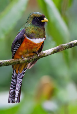 Orange-bellied Trogon / Oranjebuiktrogon