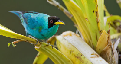 Green honeycreeper / Groene suikervogel