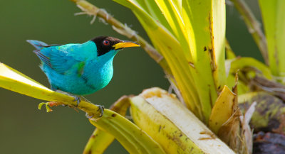 Green honeycreeper / Groene suikervogel