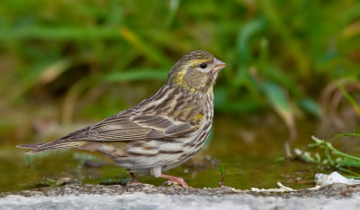 Serin / Europese Kanarie 