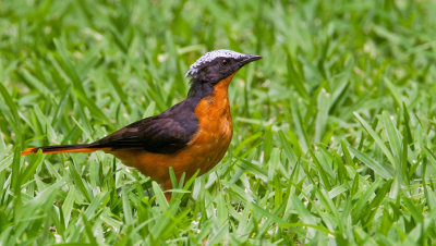 White-crowned Robin-chat / Witkruinroodborsttapuit 