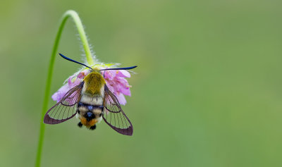 Narrow-bordered Bee Hawk-moth / Hommelvlinder