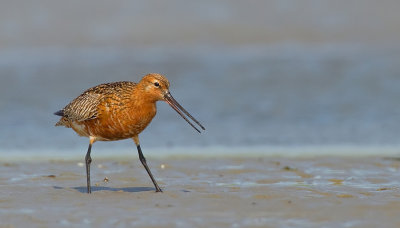 Bar-tailed godwit / Rosse Grutto