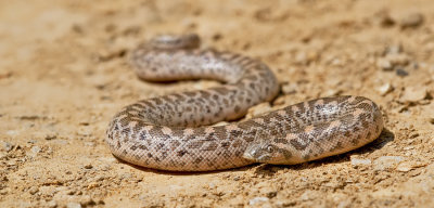 Sand boa / Zand boa