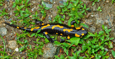 Vuursalamander / Fire Salamander