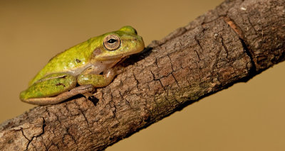 Squirrel treefrog / Eekhoornboomkikker