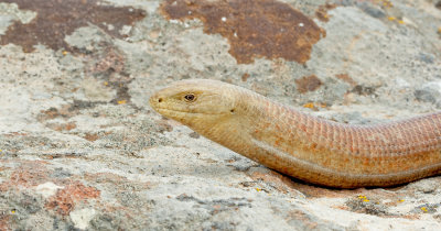 Glass lizard / Scheltopusik