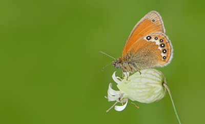 Butterflies of the Alps / Vlinders van de Alpen