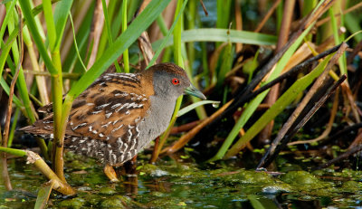 Baillon's Crake / Kleinst waterhoen