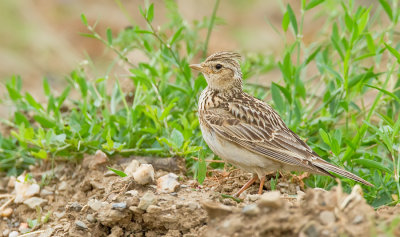 Sky lark / Veldleeuwerik