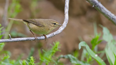Canary Islands chiffchaff / Canarische tjiftjaf