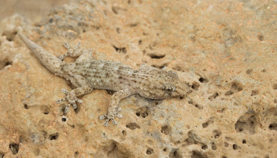 Tenerife gecko / Delalandes Gekko 