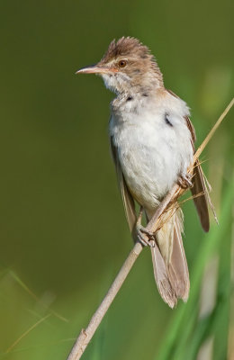 Great reed warbler / Grote karekiet