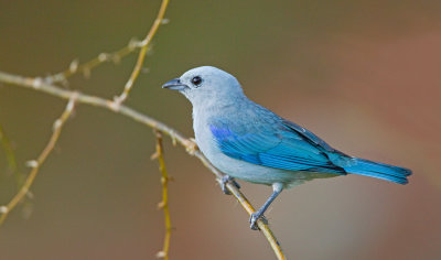 Blue-grey Tanager / Bisschopstangare