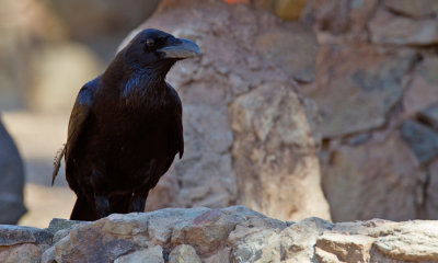 Canary island raven / Raaf (Ssp: Corvus corax tingitanus)