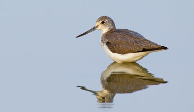 Greenshank / Groenpootruiter