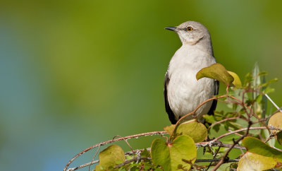 Northern mockingbird / Spotlijster