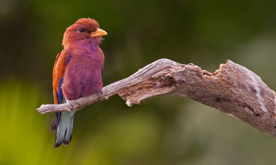 Broadbilled roller / Breedbekscharrelaar