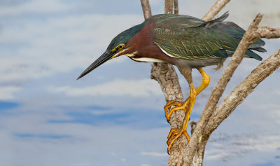 Green Heron / Groene Reiger