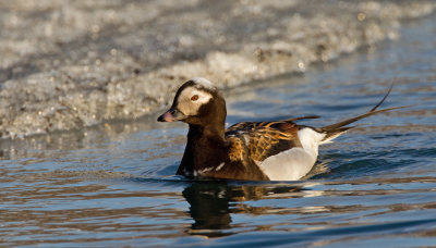 Long-tailed duck / IJseend