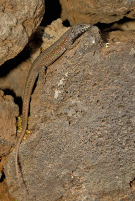 Atlantic lizard / Oost-Canarische Hagedis
