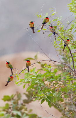Red-throated bee-eater / Roodkeelbijeneter