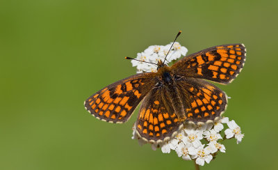 Melitaea celadussa / Zuidelijke bosparelmoervlinder